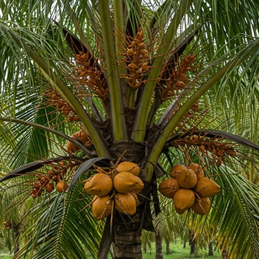 Step 1 — Selecting Mature Coconuts