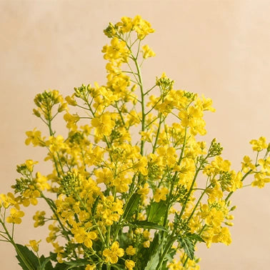 Step 1 — Selecting Quality Mustard Seeds