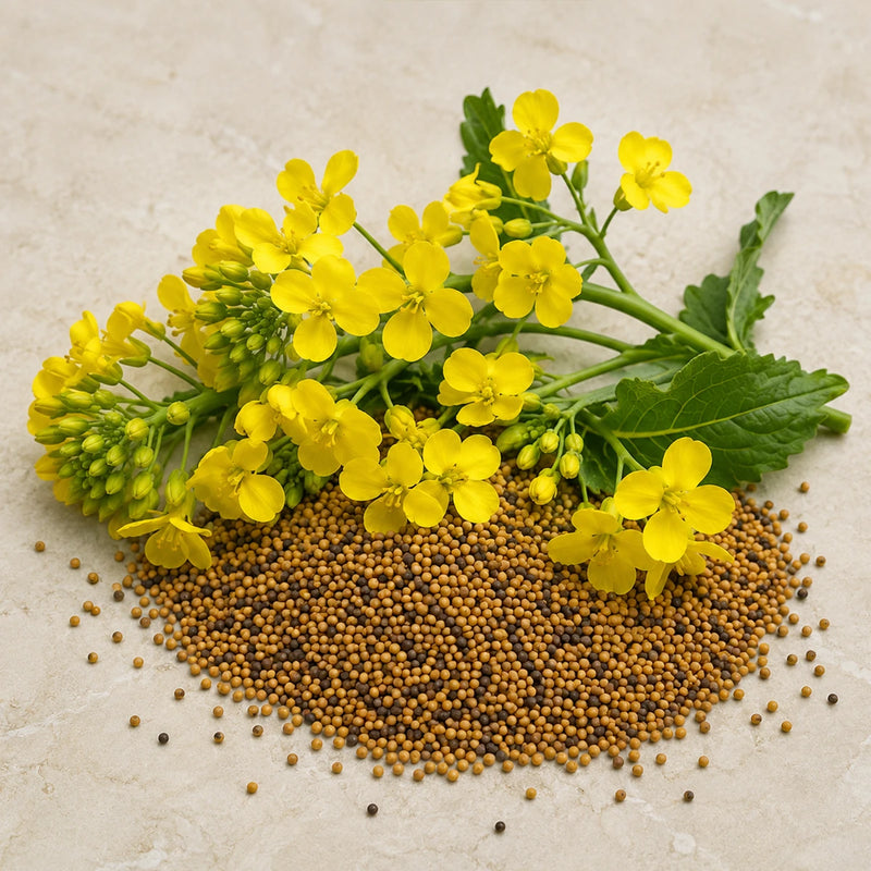 Brassica Juncea